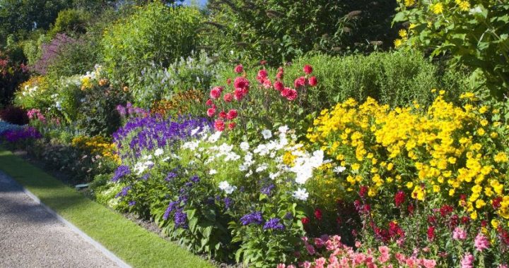 Plante perene vs. plante anuale: Care sunt mai potrivite pentru grădina ta?